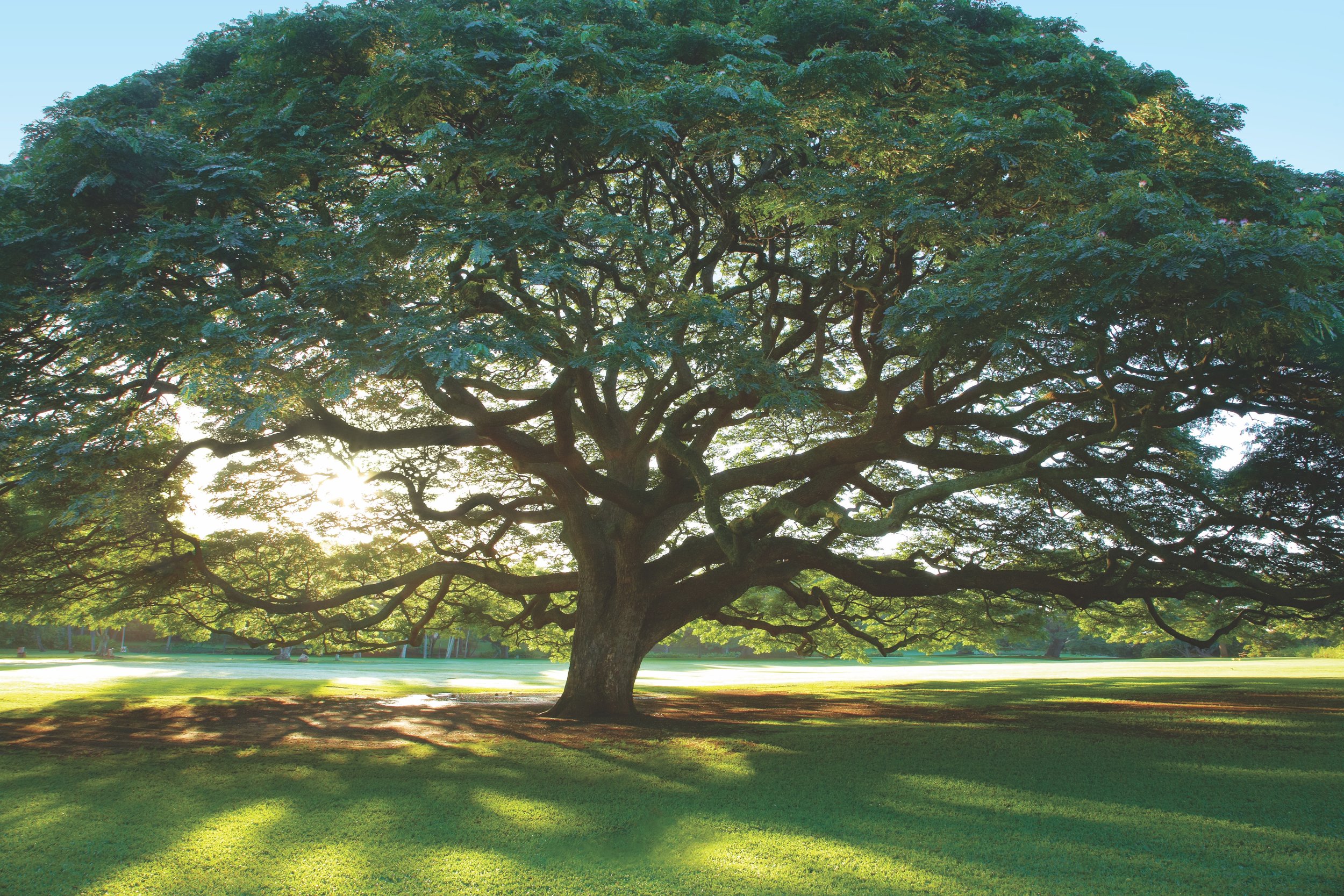 ABOUT — MOANALUA GARDENS